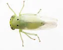 Idiocerus snowi - photo 2