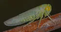 Idiocerus snowi - photo 3