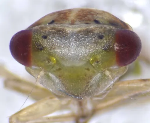 Idiocerus stigmaticalis - photo 2