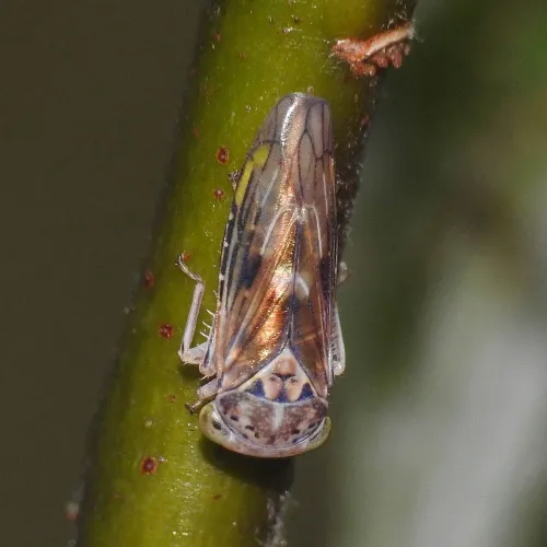 Idiocerus stigmaticalis - photo 3