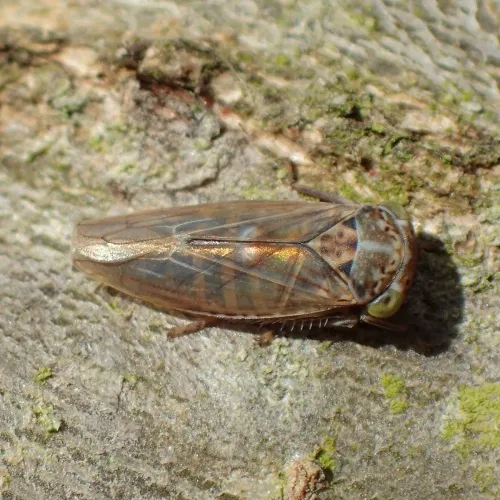 Idiocerus stigmaticalis - photo 4