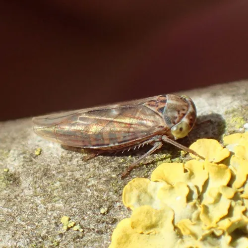 Idiocerus stigmaticalis - photo 6