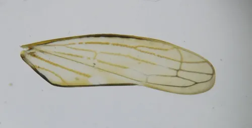 Idiocerus stigmaticalis - photo 7