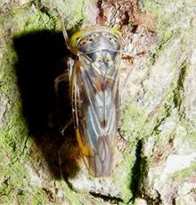 Idiocerus stigmaticalis - photo 8