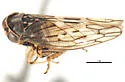 Idiocerus striola