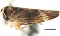 Idiocerus subnitens
