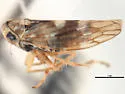 Idiocerus tahotus - Idiocerus tahotus