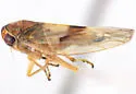 Idiocerus tahotus - photo 3