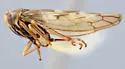Idiocerus taiga - Idiocerus taiga