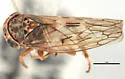 Idiocerus taiga - photo 3