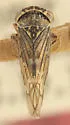 Idiocerus tontonus - Idiocerus tontonus