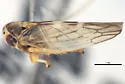 Idiocerus varius