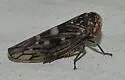 Idiocerus xanthiops - photo 2