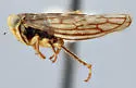 Idiocerus xanthiops - photo 4