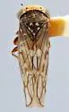 Idiocerus xanthiops - photo 5