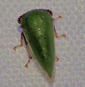 Idioderma virescens - photo 2