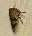 Idioderma virescens - photo 3