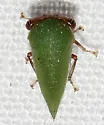 Idioderma virescens - photo 4