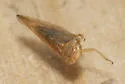 Idiodonus aurantiacus - photo 2