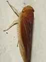 Idiodonus kennicotti - photo 2