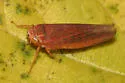 Idiodonus morsei - photo 2