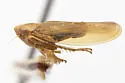 Idiodonus rufescens