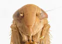 Idiodonus rufescens - photo 3