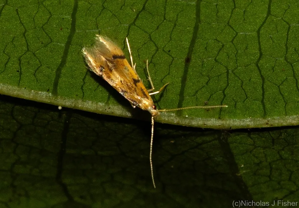 Idioglossa metallochrysa - photo 2