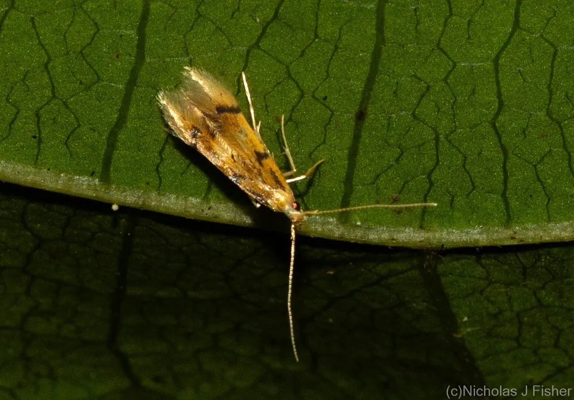 Idioglossa metallochrysa - photo 3