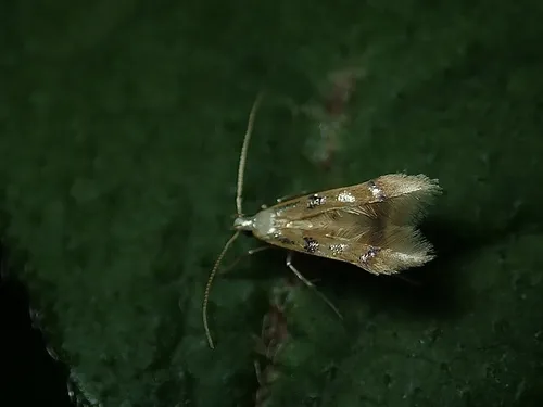 Idioglossa polliacola