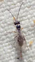 Idiogramma comstockii - photo 2
