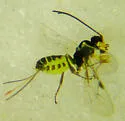 Idiogramma comstockii - photo 3