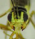 Idiogramma comstockii - photo 4