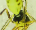 Idiogramma comstockii - photo 5