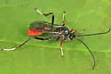 Idiolispa aestivalis