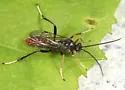 Idiolispa aestivalis - photo 3