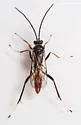 Idiolispa aestivalis - photo 4