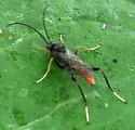 Idiolispa aestivalis - photo 5