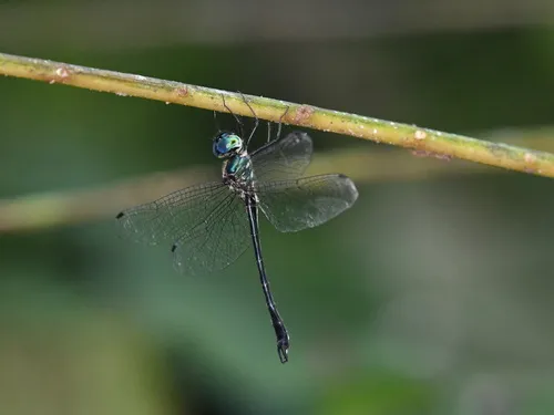 Idionychidae - Idionychidae