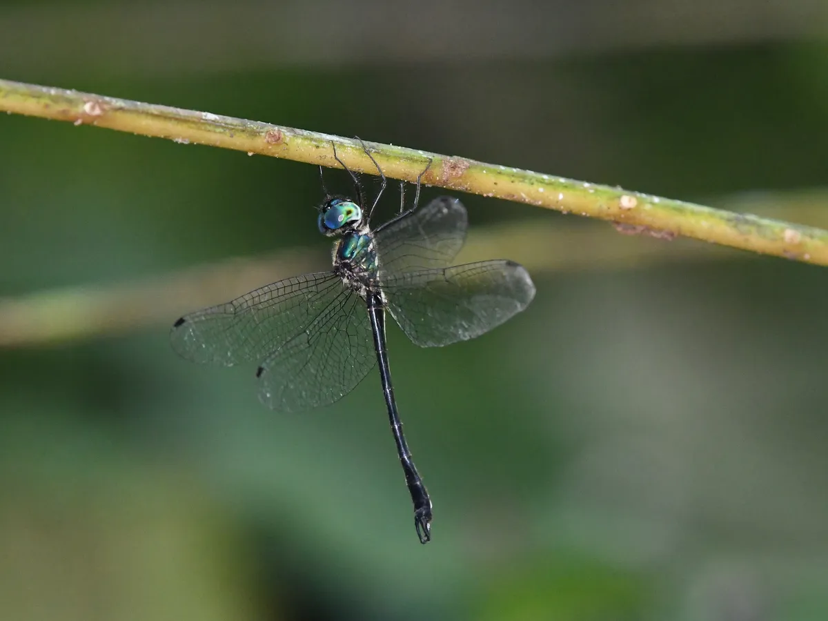 Idionychidae - photo 3