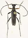 Idiopidonia pedalis - photo 2