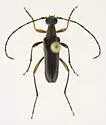 Idiopidonia pedalis - photo 4