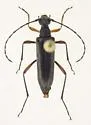 Idiopidonia pedalis - photo 5