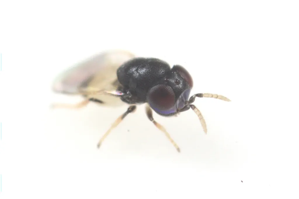 Idioporidae - Idioporidae