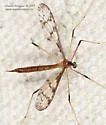 Idioptera fasciolata