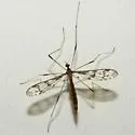 Idioptera fasciolata - photo 2