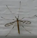 Idioptera fasciolata - photo 3