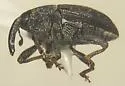 Idiostethus dispersus