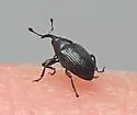 Idiostethus subcalvus - photo 2