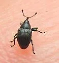 Idiostethus subcalvus - photo 3